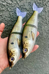 Gator Shad 7” Lit Glide