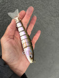 Rainbow Smelt Swimmer