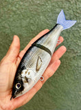 Gizzard Shad 7” Lit Glide