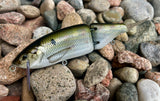 Gator Shad 6.5” Glidebait